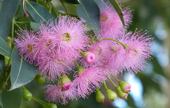 Picture branch, flowers, buds, Corymbia