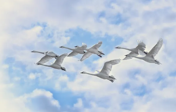 Picture the sky, clouds, flight, birds, swans