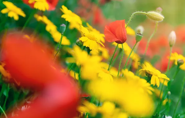 Summer, flowers, Maki, chamomile, yellow, garden, red, flowerbed