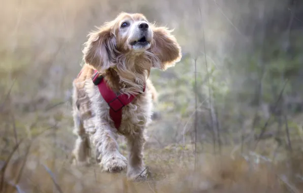 Background, dog, puppy, walk, runs, is, blade, Wallpaper from lolita777