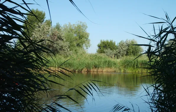 Lake, reed, sedge