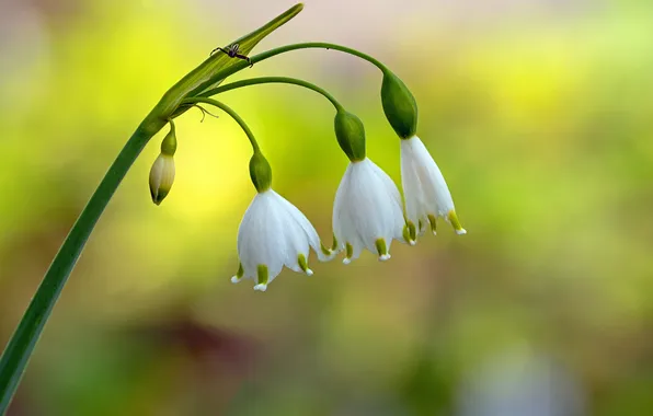 Spider, snowdrops, Scilla, spider