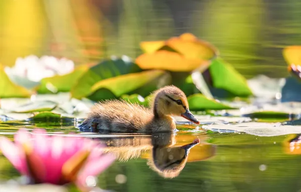 Flowers, pond, reflection, bird, duck, water lilies, duck, chick