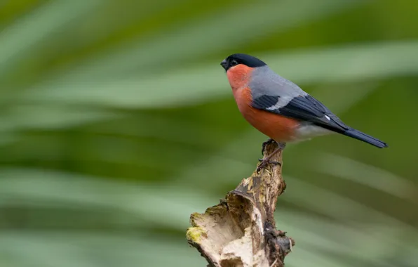 Strip, bird, bird, bullfinch, green background, bitches, bokeh, bird