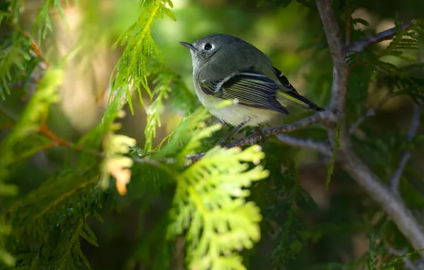 Picture branch, bokeh, little bird, Ruby-crowned kinglet, AlexsanderBB
