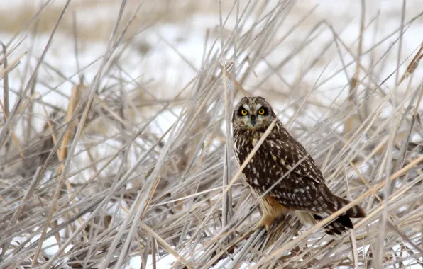 Winter, grass, snow, owl, bird, dry