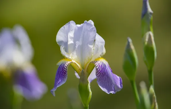 Flowers, nature, spring, irises
