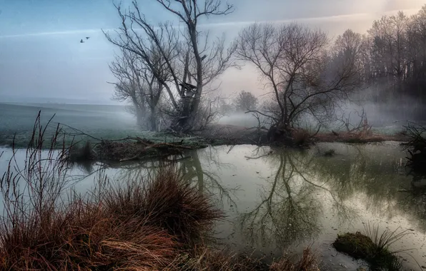 Autumn, forest, grass, trees, branches, fog, lake, pond