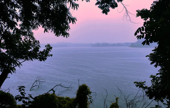 Water, Rain, Morning, Lake, Trees, Bush, Plants, Woods