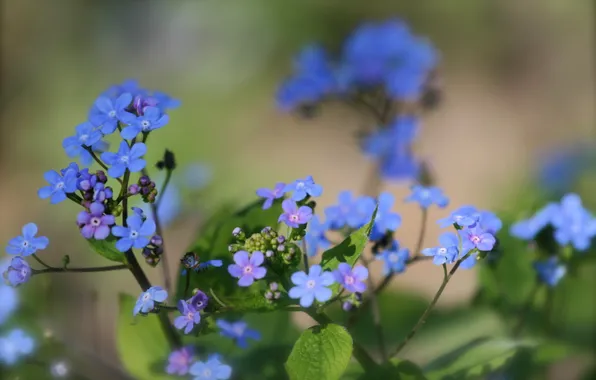 Purple, flowers, background, Wallpaper