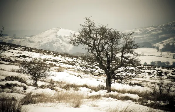 Picture snow, landscape, mountains, tree