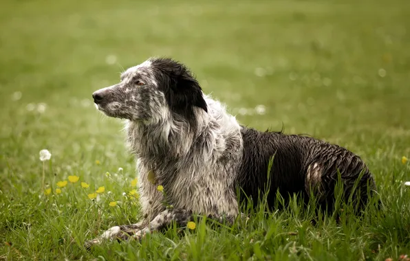 Field, background, dog