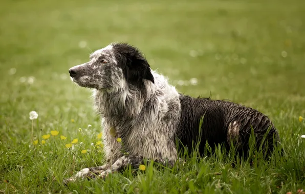 Picture field, background, dog