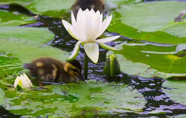 Leaves, buds, duck, duck, chick, Nymphaeum, water Lily