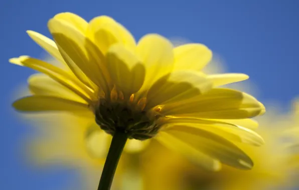 Flower, yellow, nature