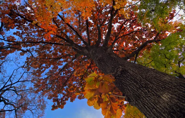 Autumn, the sky, leaves, tree, trunk, crown
