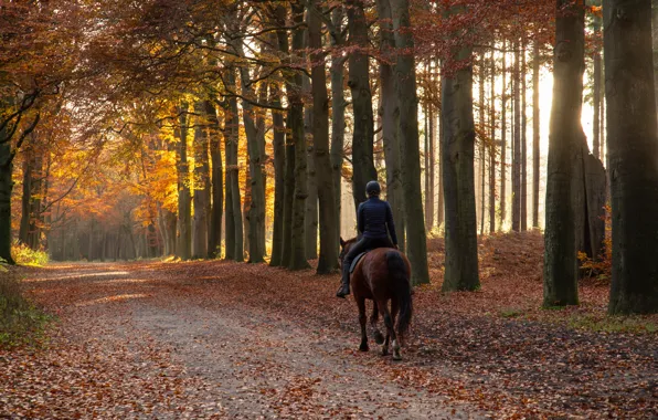 Road, autumn, girl, Park, horse, foliage, horse, rider