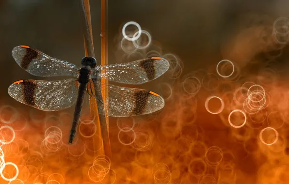 Picture focus, dragonfly, put on reeds