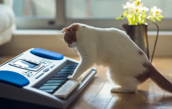 Cat, flowers, house, floor, Ben Torode, Hannah, Benjamin Torode, musical toy