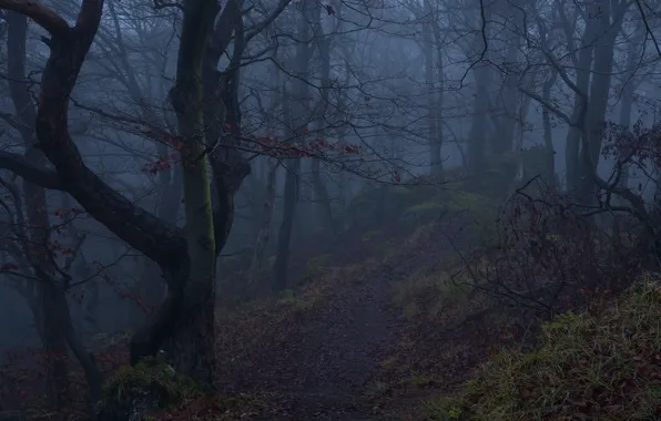 Forest, trees, nature, fog, Niklas Hamisch