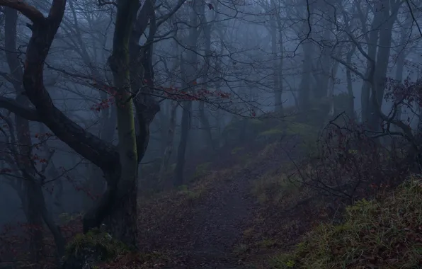 Picture forest, trees, nature, fog, Niklas Hamisch