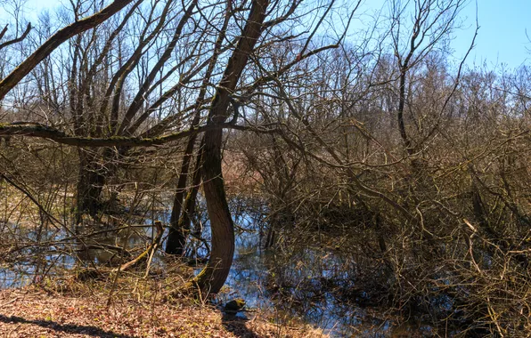 Forest, trees, landscape, branches, nature