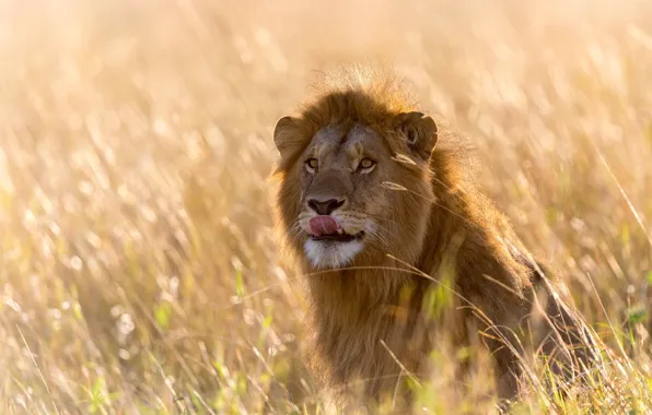 Picture language, grass, light, Leo, Africa, bokeh