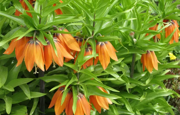 Orange, April, spring 2018, Meduzanol ©