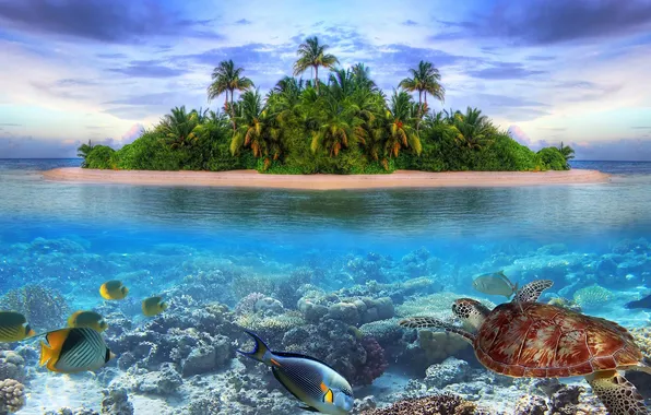 Sea, island, turtle, fish.