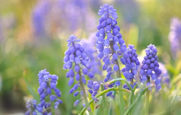 Picture macro, bokeh, Muscari, Viper onion, Hyacinth mouse