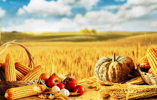 Corn, pumpkin, still life