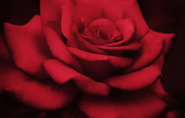 Macro, roses, petals