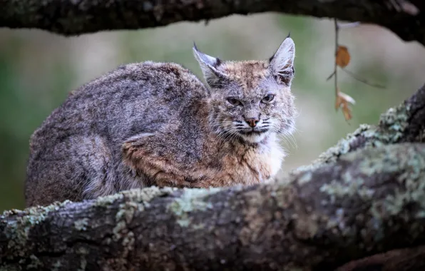 Look, face, branches, nature, tree, lies, lynx, wild cat