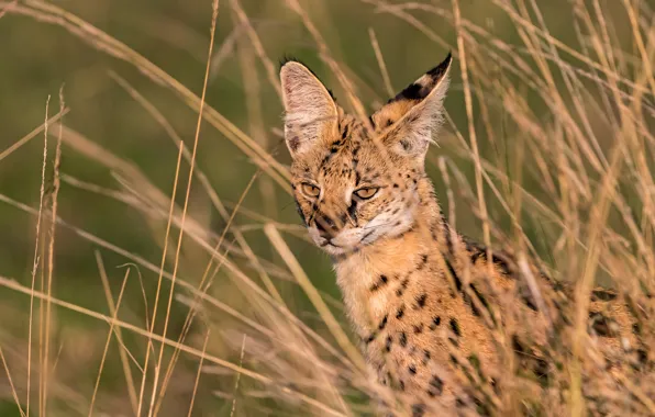 Grass, wild cat, Serval, Bush Cat