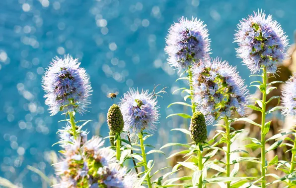 Leaves, light, flowers, bee, stems, blue background, lilac, bokeh