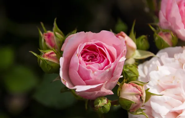 Flower, leaves, flowers, the dark background, rose, roses, pink, buds