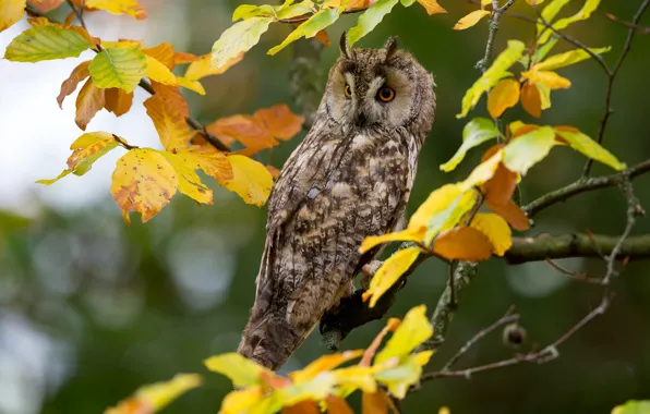 Picture autumn, leaves, branches, owl, bird, Long-eared owl