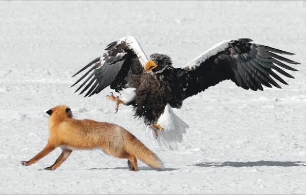 Animals, bird, predators, pair, claws, eagle, fox, bird