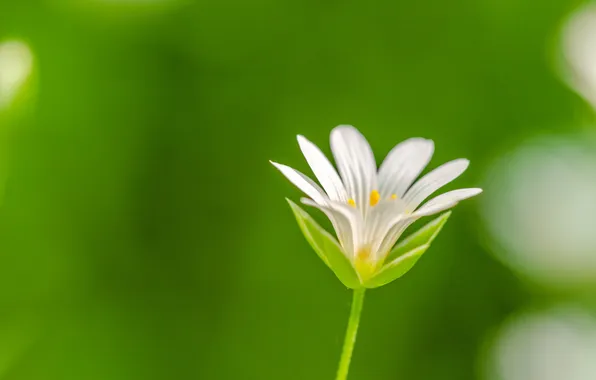 Picture flower, nature, petals, stem