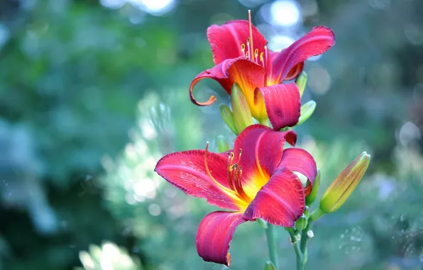 Lily, petals, buds
