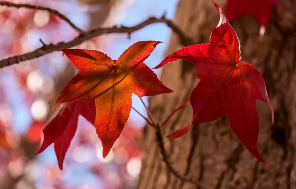 Autumn, leaves, nature