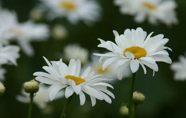 Picture field, summer, macro, flowers, chamomile, petals, white