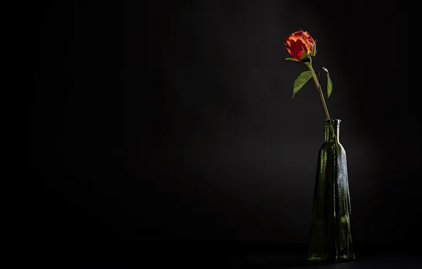 Flowers, background, roses