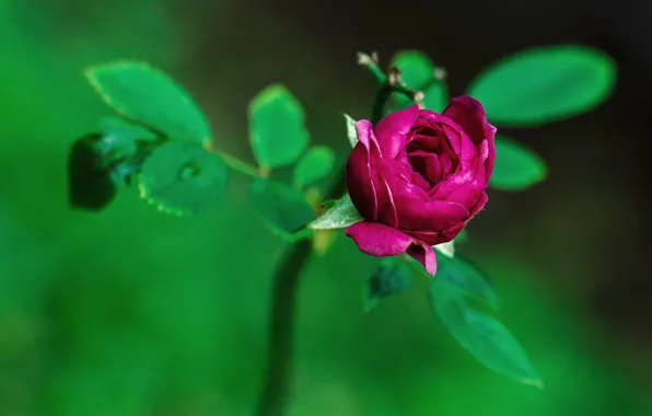 Blurred background, rosebud, the leaves of roses