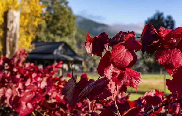 Autumn, leaves, drops, nature, village, vineyard, house, the fence