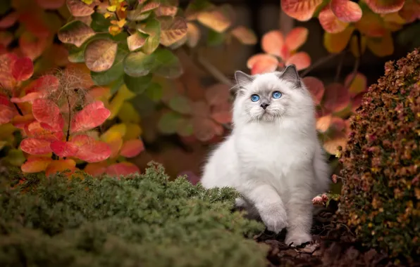 Autumn, cat, leaves, pose, kitty, plants, fluffy, garden