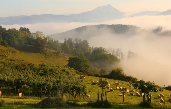 Field, forest, summer, trees, landscape, mountains, nature, fog