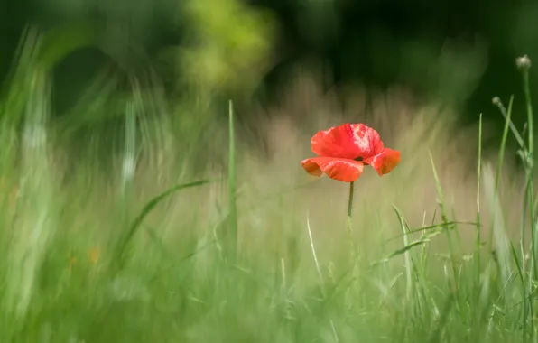 Flower, summer, grass, glade, Mac, Maki, blur, bokeh