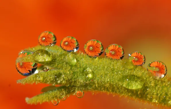 Wet, water, drops, macro, flowers, orange, green, Tamara's Photography