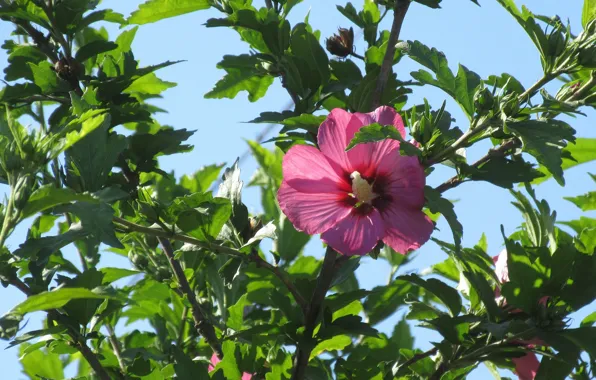 Summer, leaves, branches, Bush, 2018, June, pink flower, Mamala ©